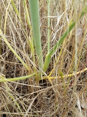 Perideridia kelloggii