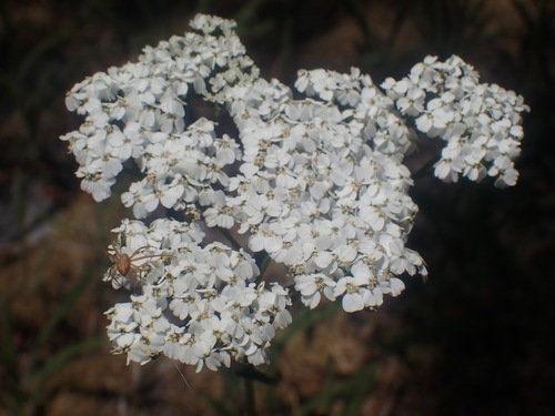 Yarrow