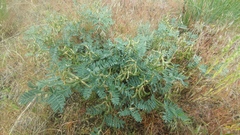 Astragalus sinuatus