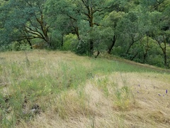 Perideridia kelloggii