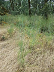 Perideridia kelloggii