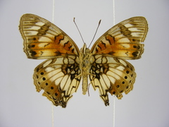 Junonia sophia sophia