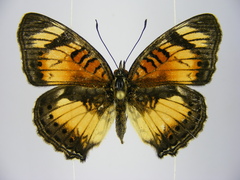 Junonia sophia sophia