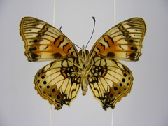 Junonia sophia sophia