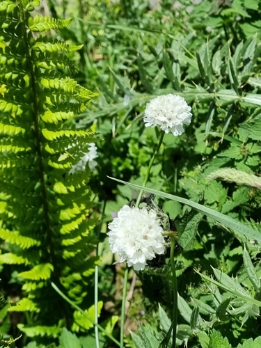 Image of Armeria pubinervis by (c) Ian Wright, some rights reserved (CC BY)