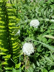 Ian Wright, CC BY, iNaturalist via GBIF Armeria pubinervis, photograph Ian Wright, CC BY, iNaturalist via GBIF