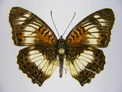 Junonia sophia sophia
