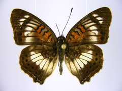 Junonia sophia sophia
