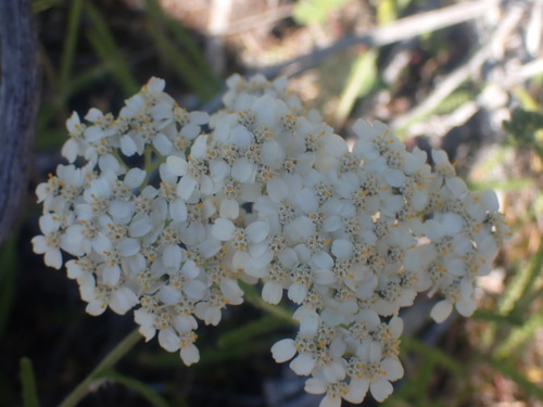 Yarrow