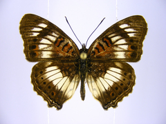 Junonia sophia sophia
