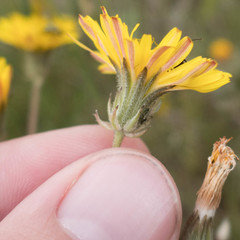 Crepis vesicaria taraxacifolia
