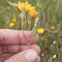 Crepis vesicaria taraxacifolia