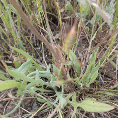 Crepis vesicaria taraxacifolia