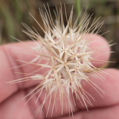 Microseris douglasii