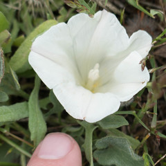 Calystegia subacaulis subacaulis