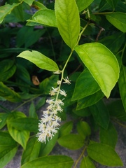 Itea virginica