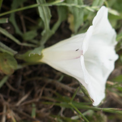 Calystegia subacaulis subacaulis