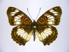 Junonia sophia sophia