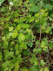 Ribes roezlii