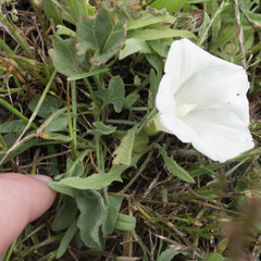 Calystegia subacaulis subacaulis