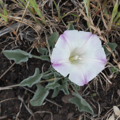 Calystegia subacaulis subacaulis