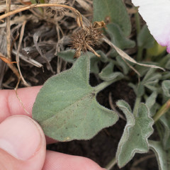 Calystegia subacaulis subacaulis