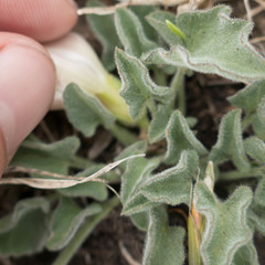 Calystegia subacaulis subacaulis