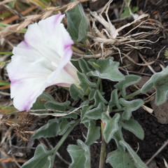 Calystegia subacaulis subacaulis