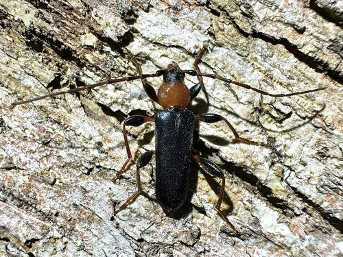 Tanbark Borer photo 5