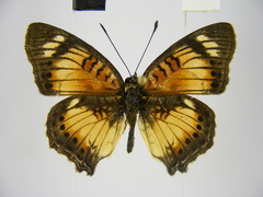 Junonia sophia sophia