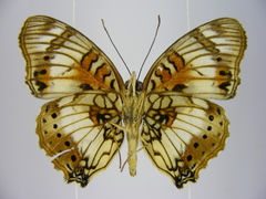 Junonia sophia sophia
