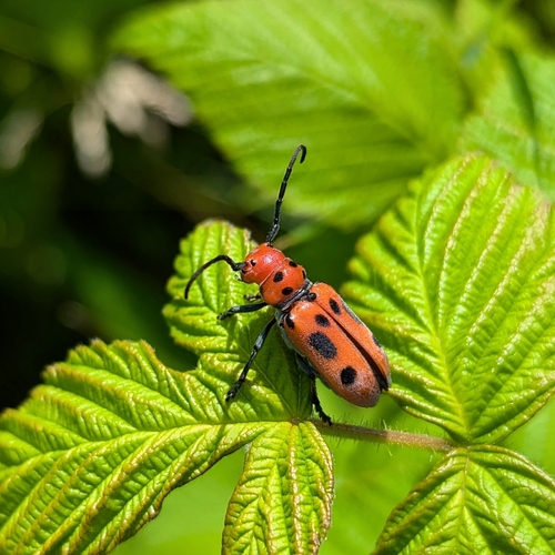 Red milkweed beetle