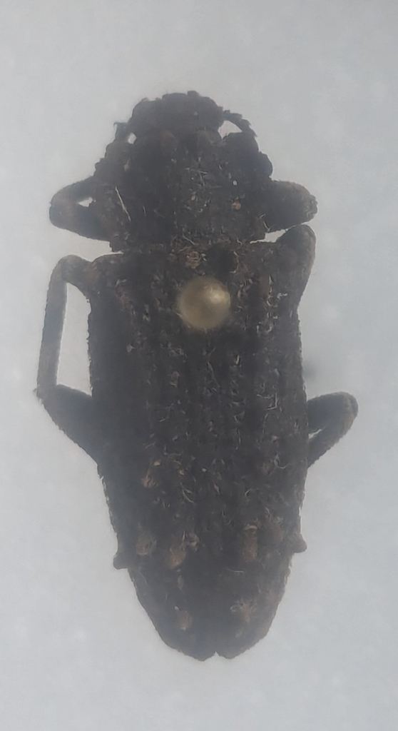 Noserinus dormeanus