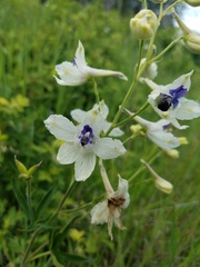 Delphinium pavonaceum
