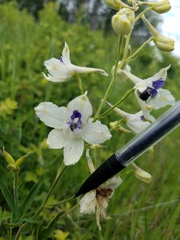 Delphinium pavonaceum