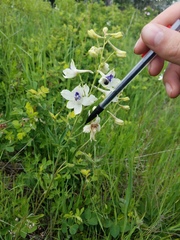 Delphinium pavonaceum