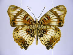 Junonia sophia sophia