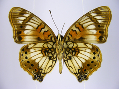 Junonia sophia sophia