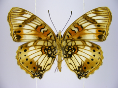 Junonia sophia sophia