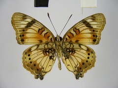 Junonia sophia sophia