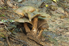 Psilocybe caerulescens