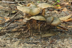 Psilocybe caerulescens