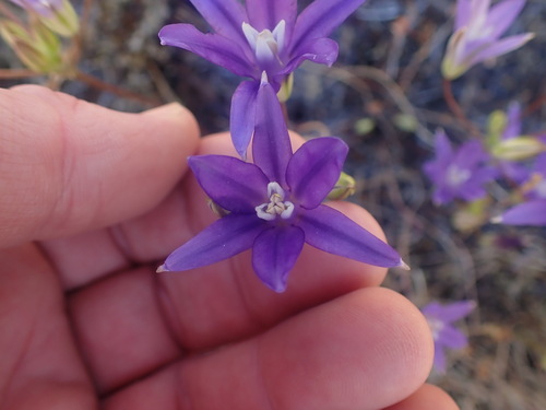 Image of Brodiaea rosea by no rights reserved