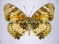 Junonia sophia sophia