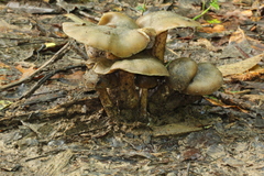 Psilocybe caerulescens