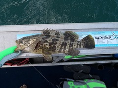 Epinephelus coioides