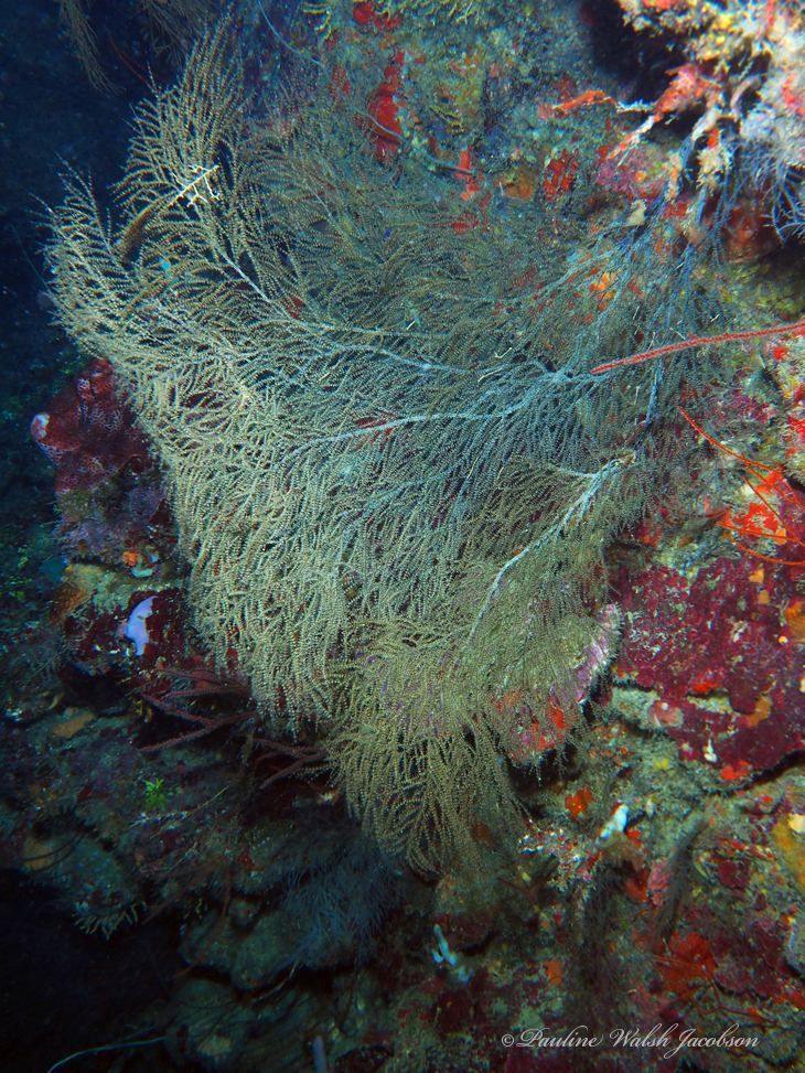 Orange sea fan black coral