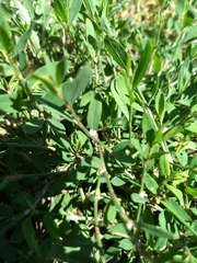 Polygonum aviculare depressum