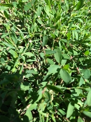 Polygonum aviculare depressum
