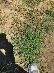 Polygonum aviculare depressum